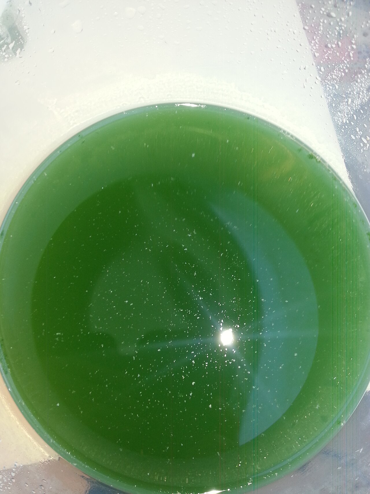 Spiruline