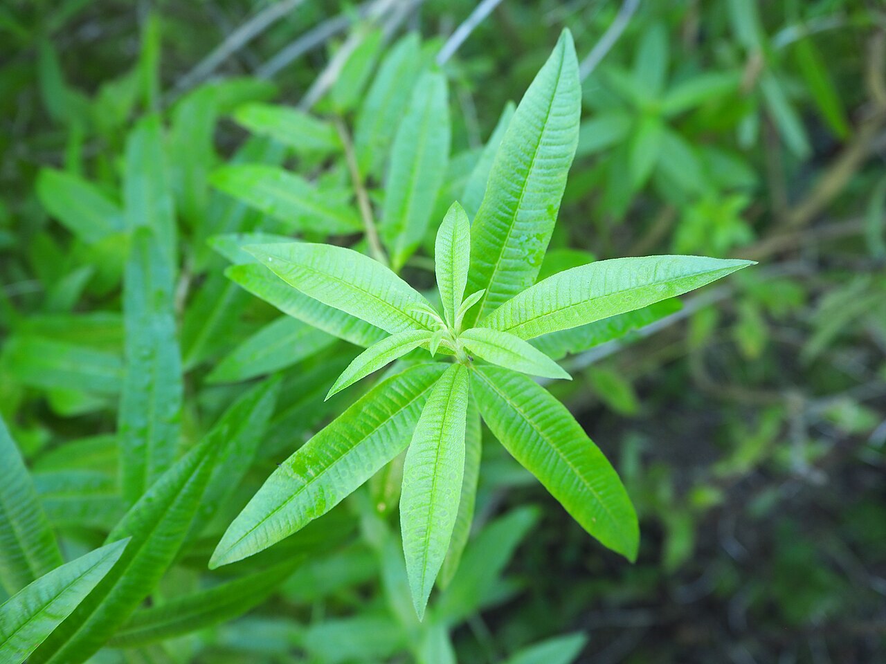 Verveine odorante