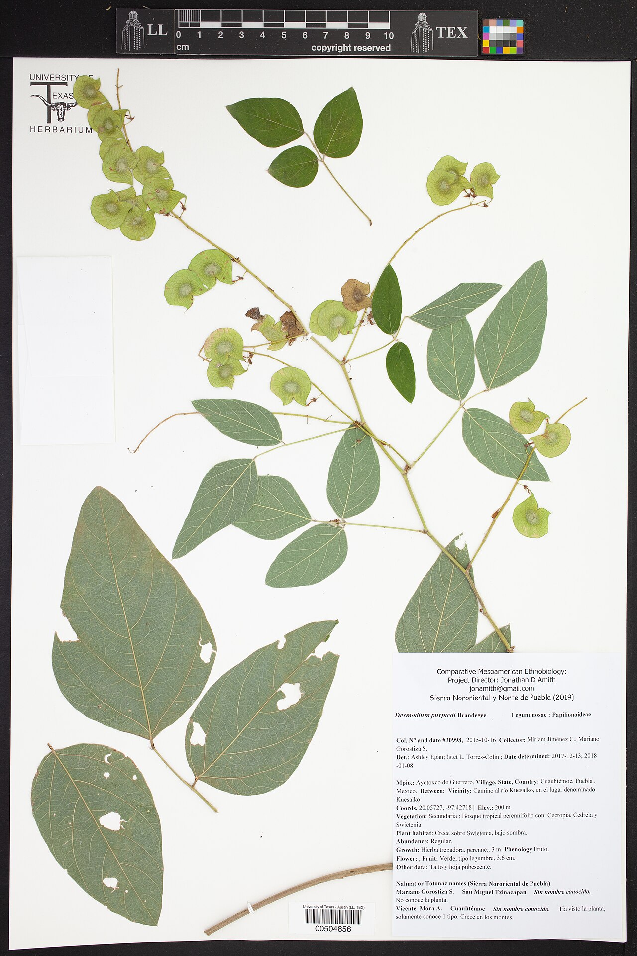 Desmodium