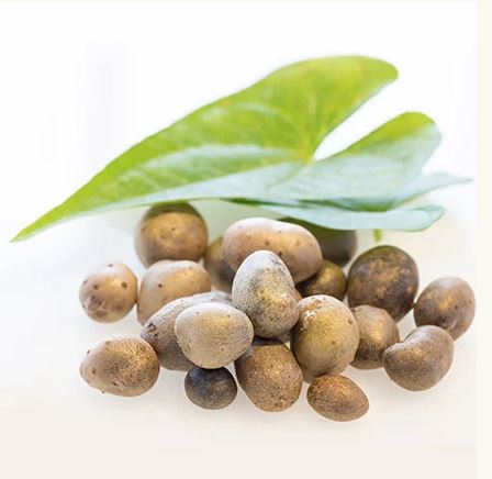 Igname sauvage (Dioscorea villosa L.)