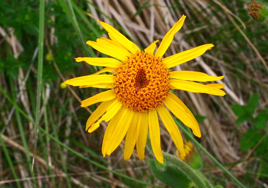 Arnica (Arnica montana L.)
