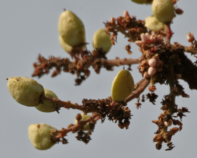 Boswellie (Boswellia serrata Roxb.)