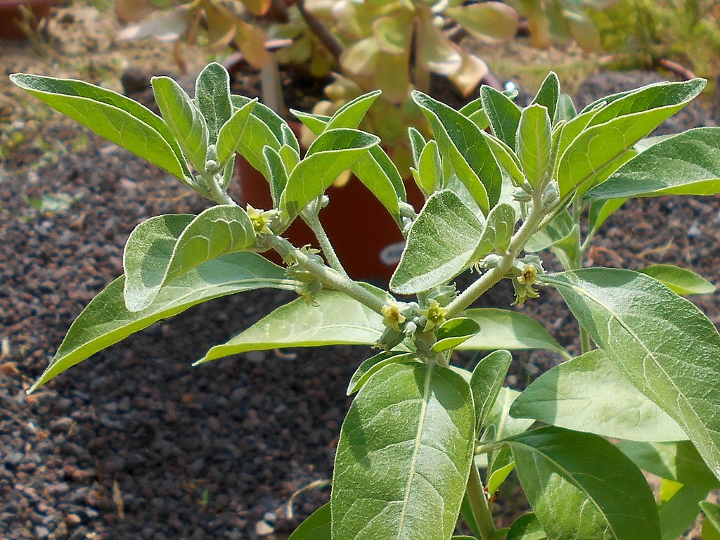 Ashwagandha (Withania somnifera)