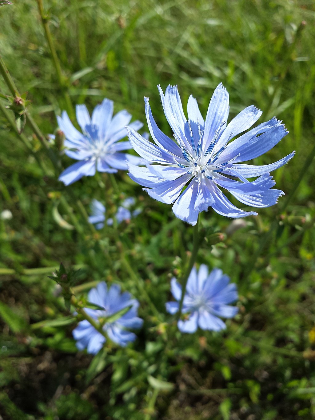 Chicorée (Cichorium intybus L.)