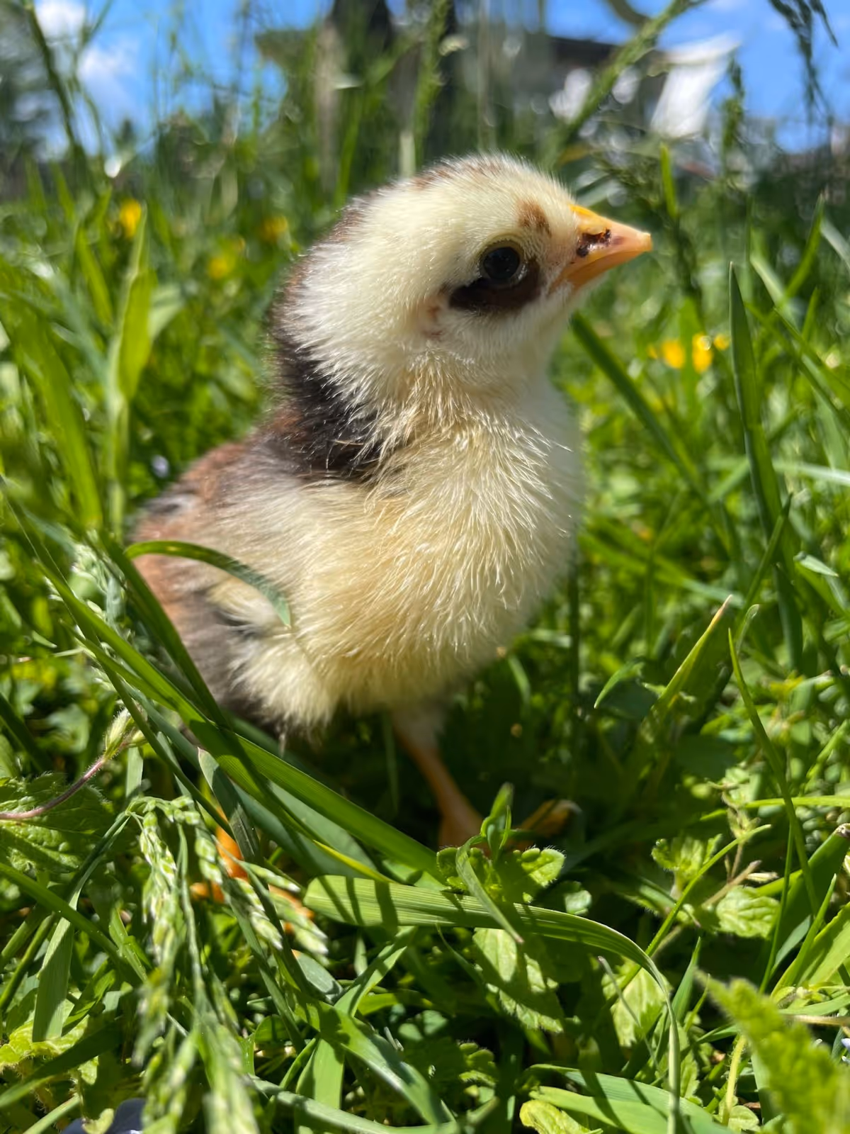 Ein Küken im Garten der Hennhaus Besitzer.