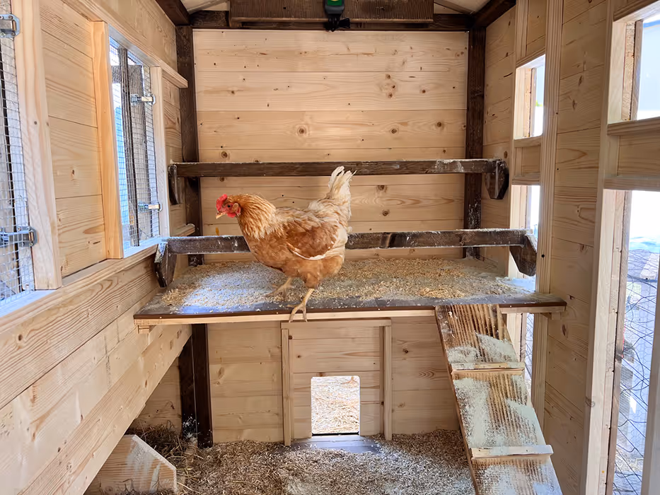 Eine Hühnerstall-Innenansicht im Garten der Hennhaus Besitzer.
