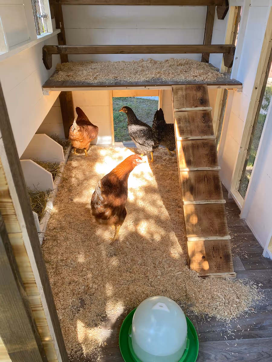 Ein Hühnerstall im Garten der Hennhaus Besitzer.