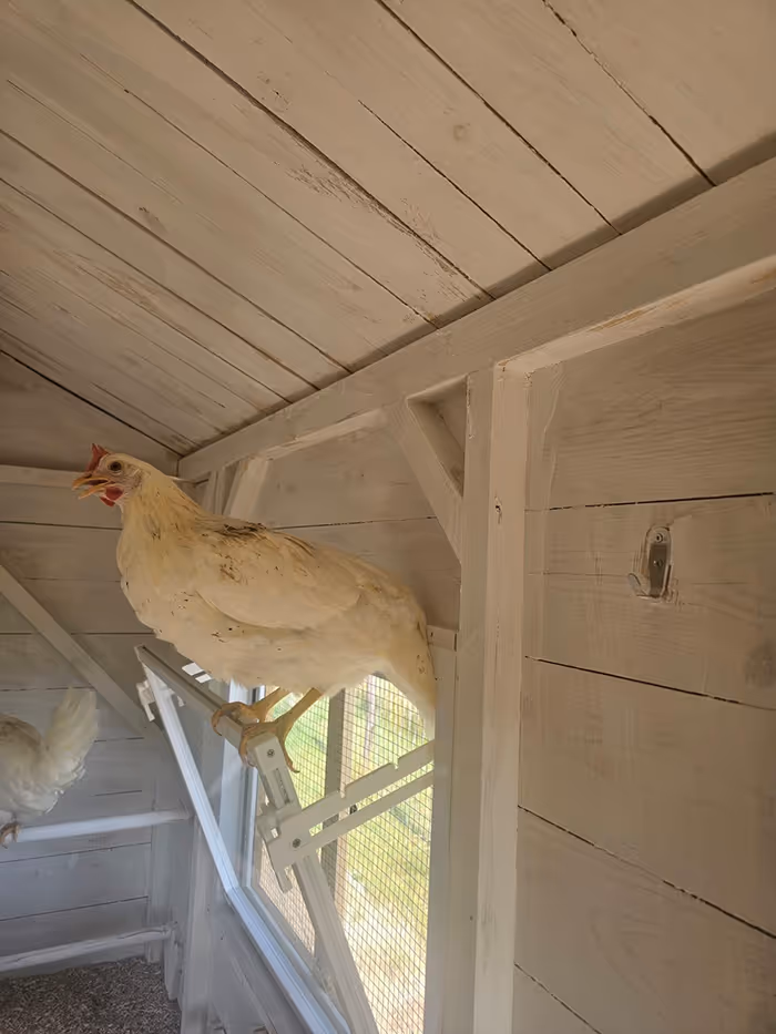 Ein Hühnerstall im Garten der Hennhaus Besitzer.