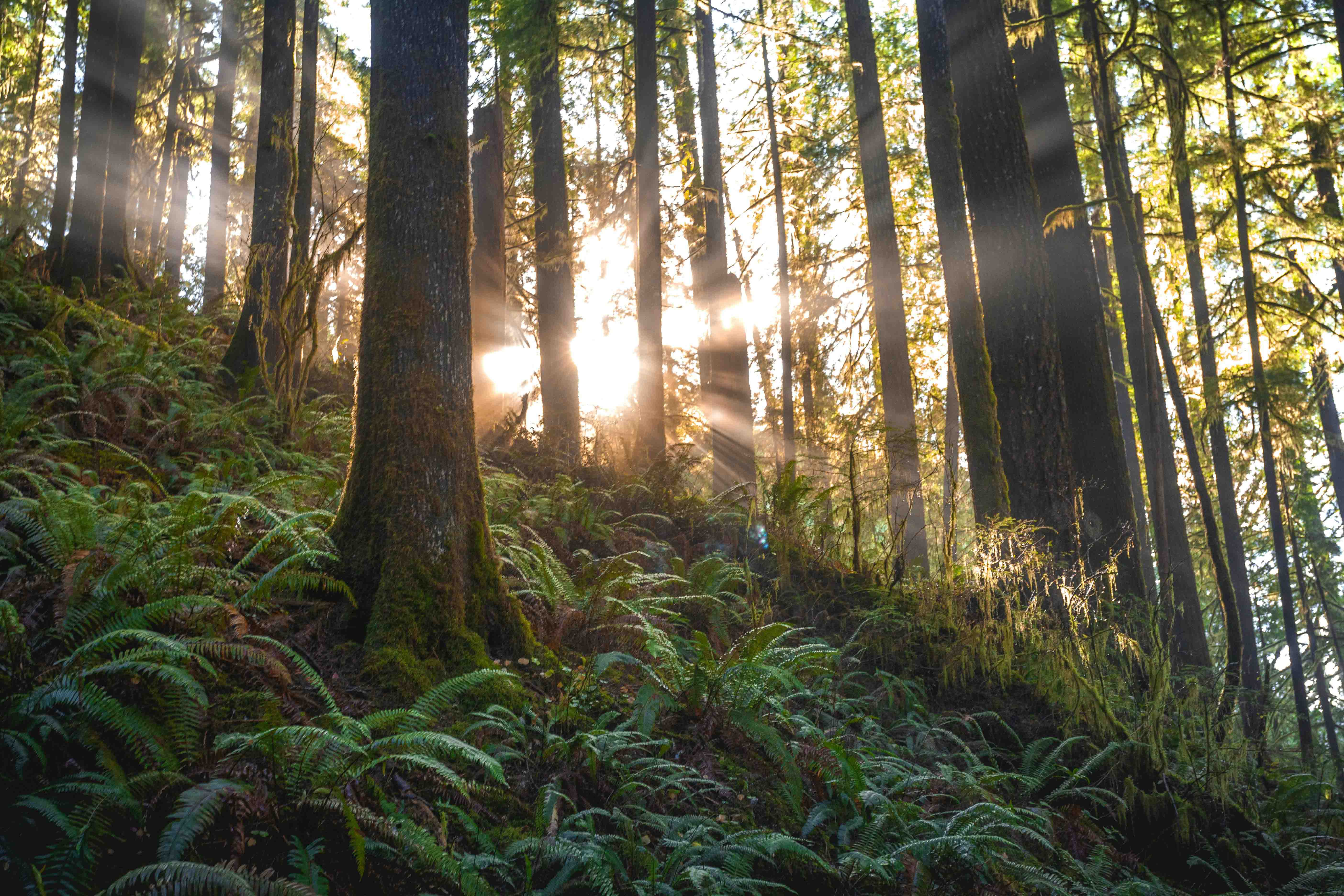 Ein Wald, durch den Sonnenstrahlen scheinen