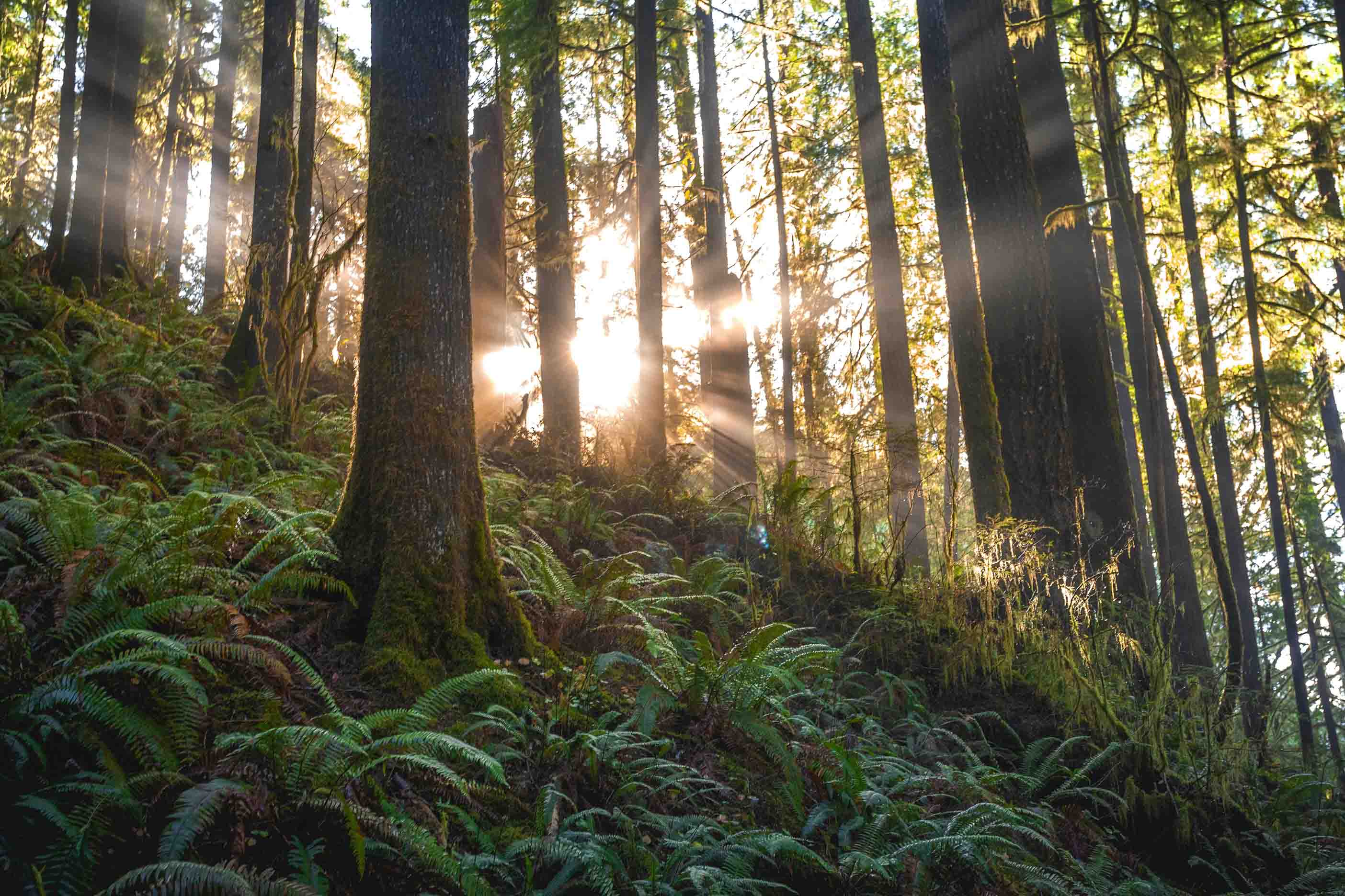 Ein schöner Wald mit Sonnenstrahlen