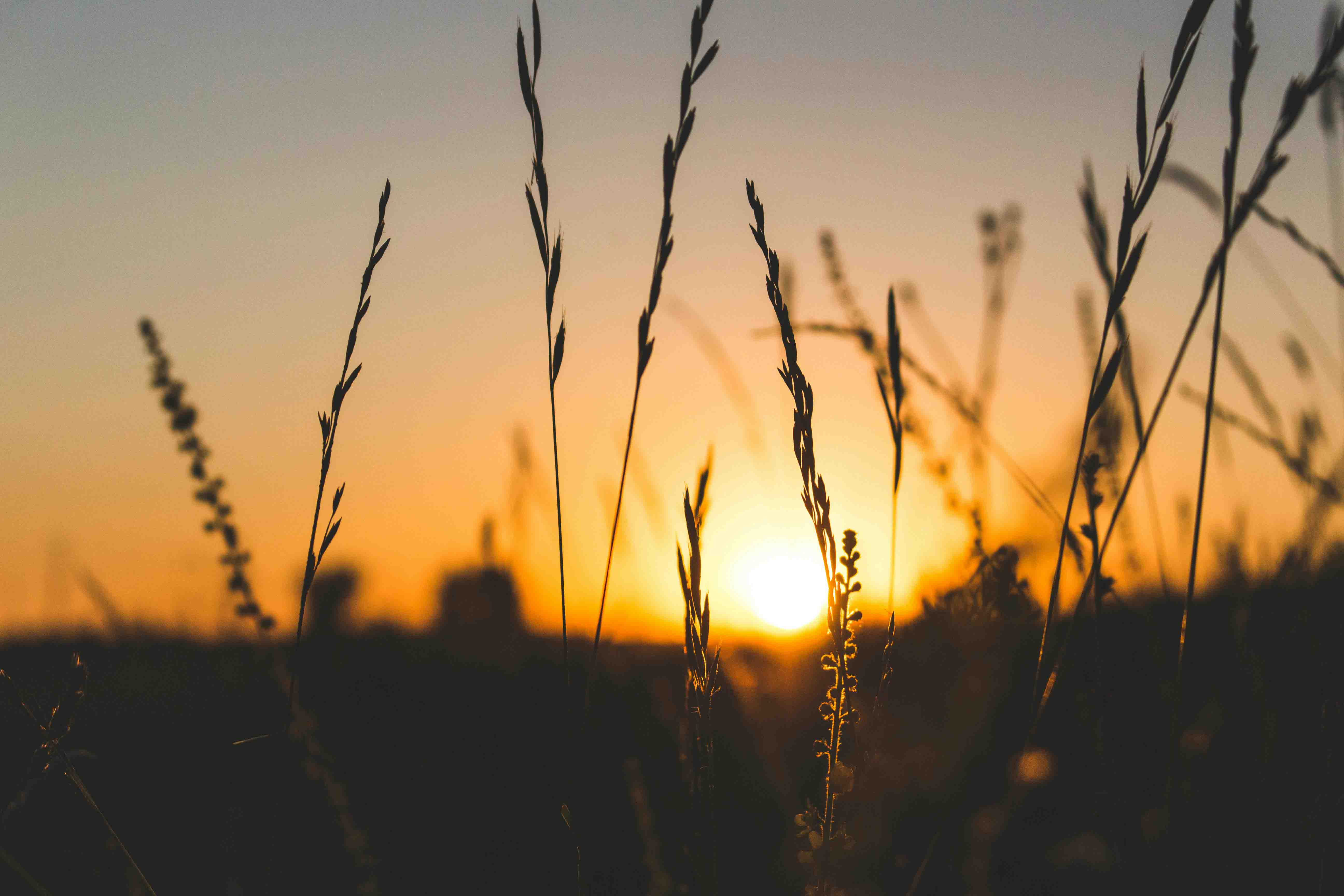 Ein Feld bei Sonnenuntergang