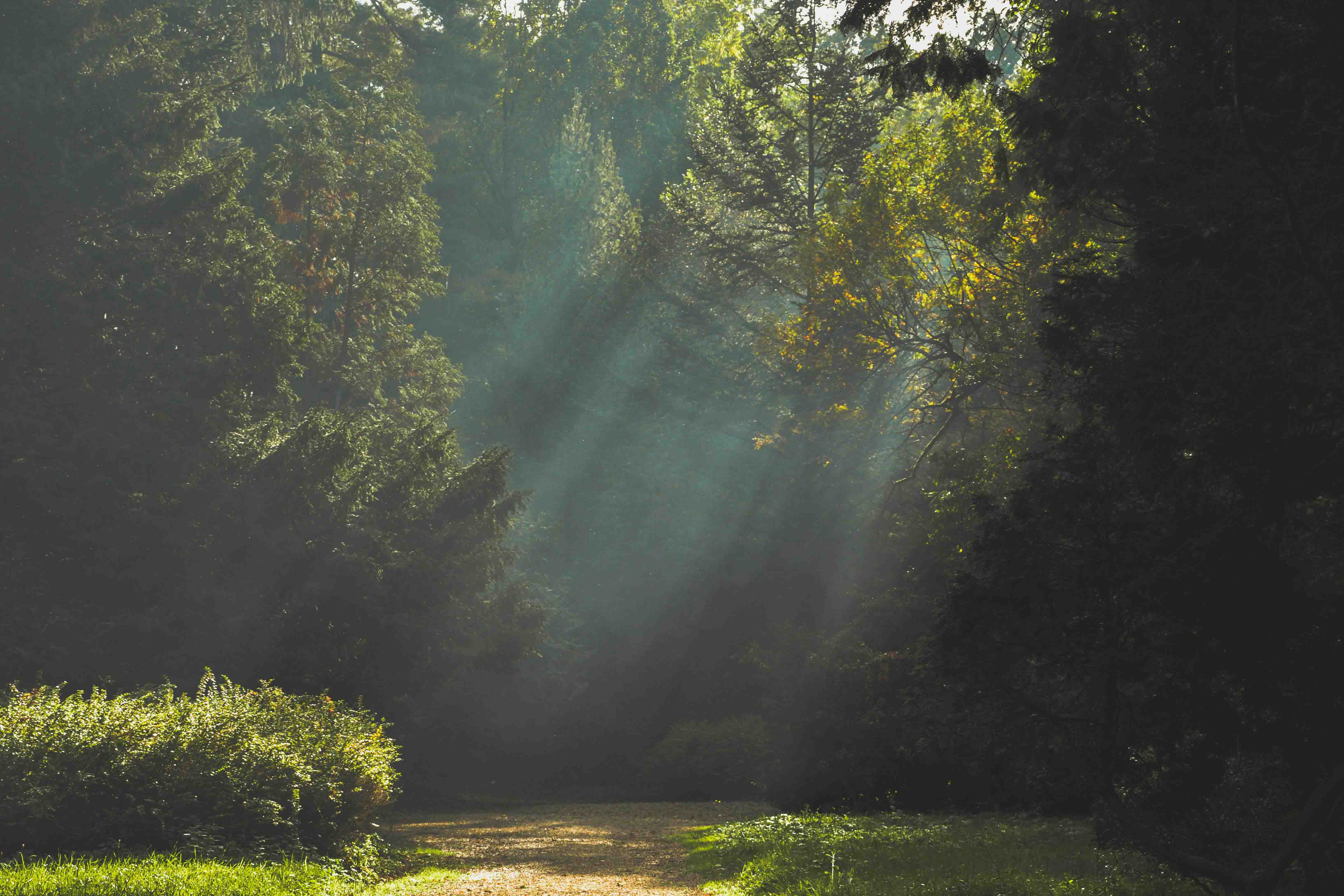 Ein Wald mit schönen Sonnenstrahlen