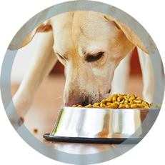 a dog eating a dog food
