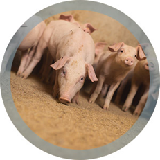 pigs eating feeds