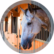 horse