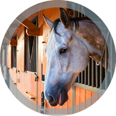 horse
