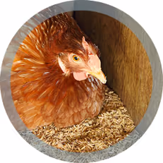 hen