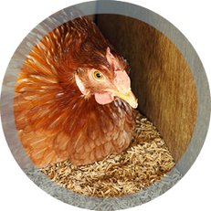 hen