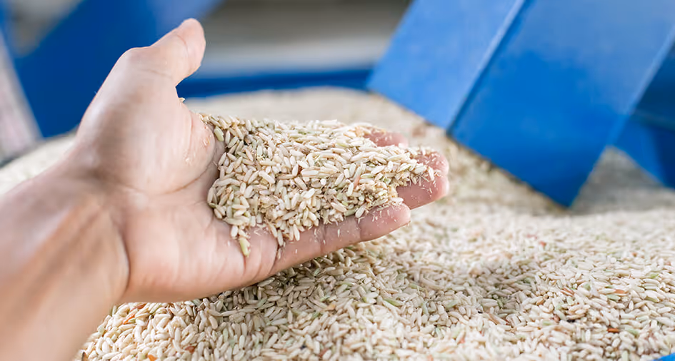 rice in hand