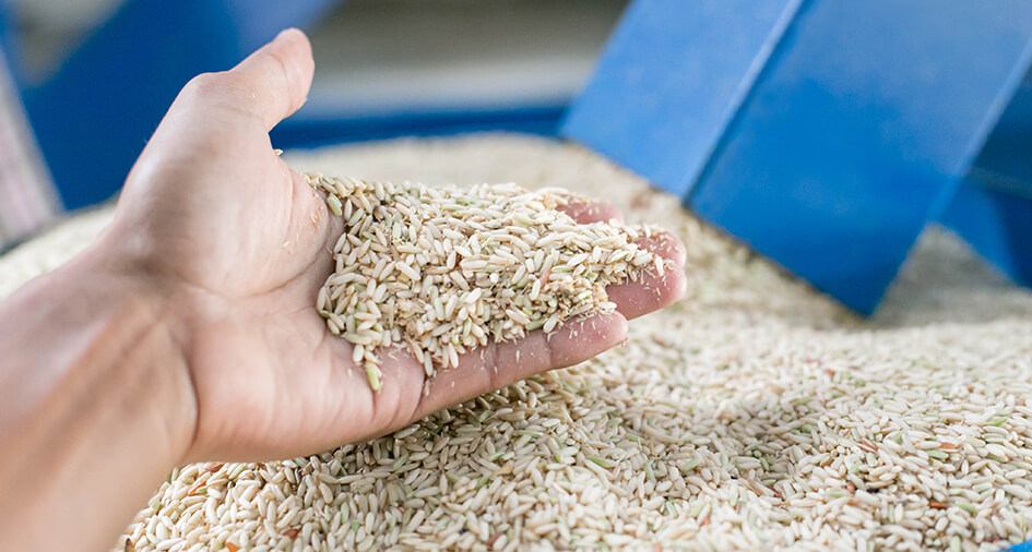 rice in hand