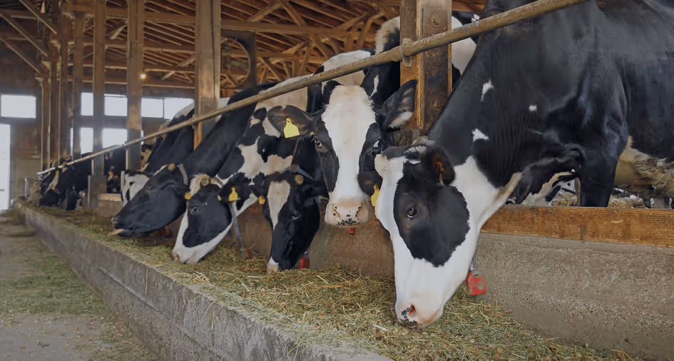 cows eating grass