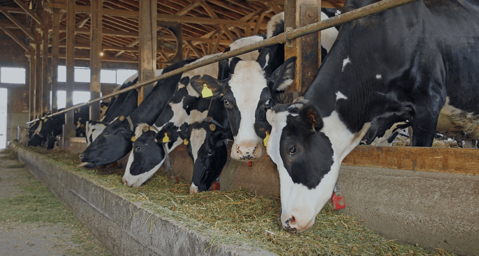 cows eating grass