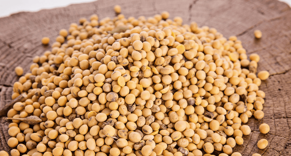 soybean