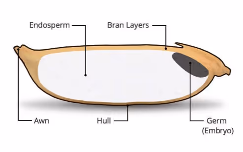 anatomy of rice inside