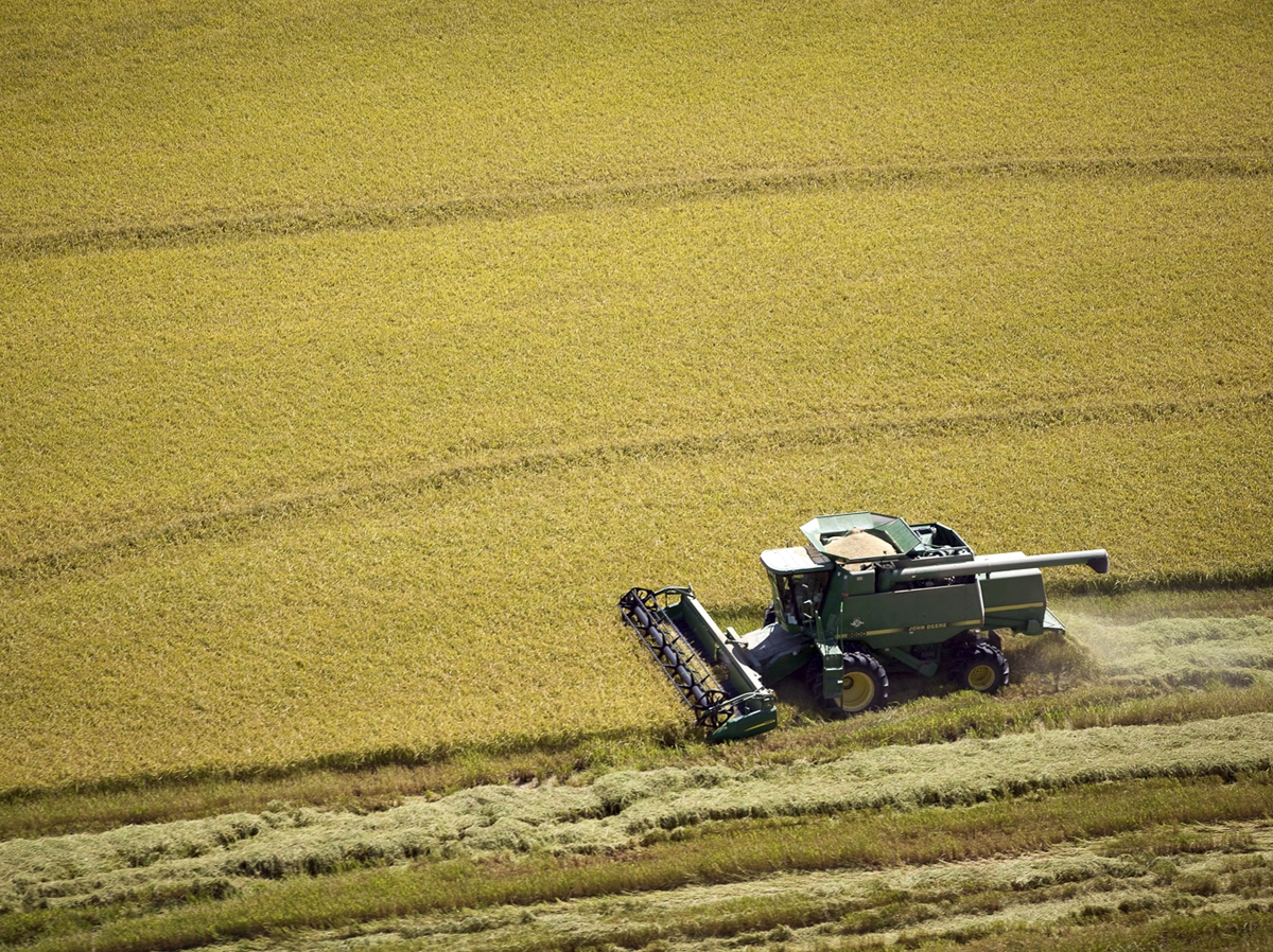 rice reaper harvester harvesting rice