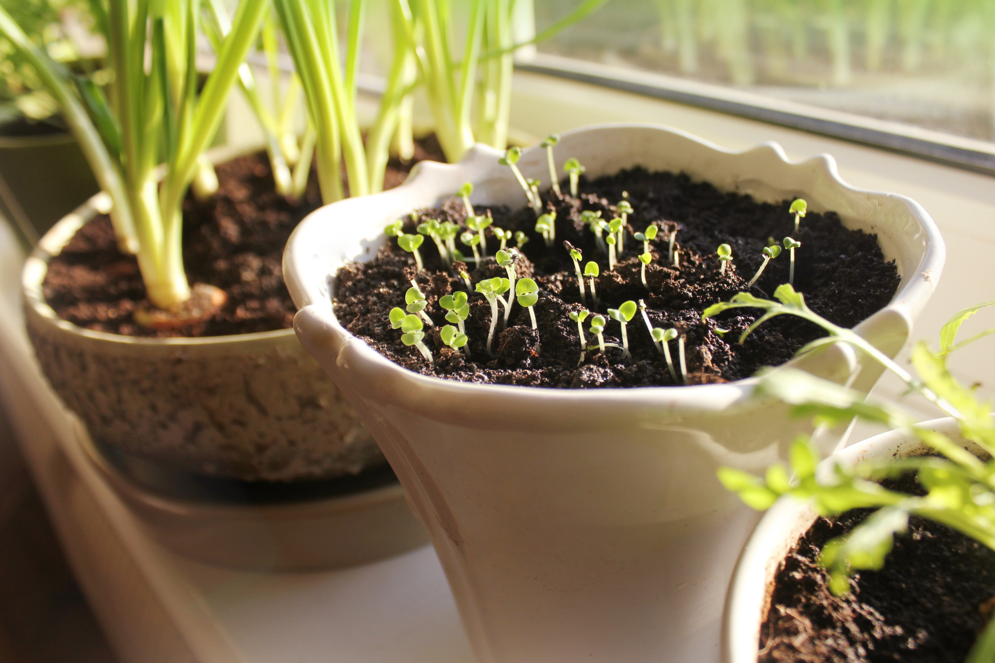 herb garden
