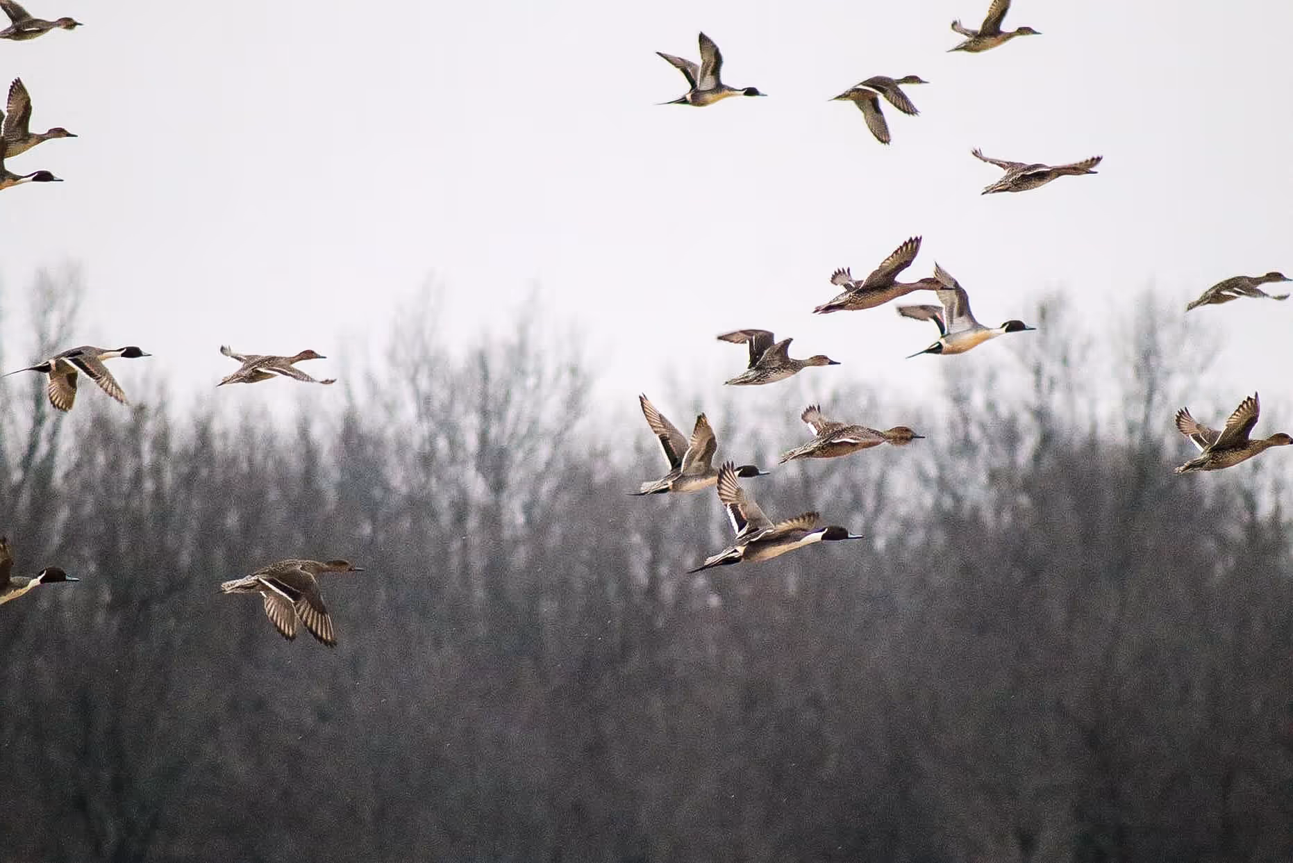 Pintail ducks