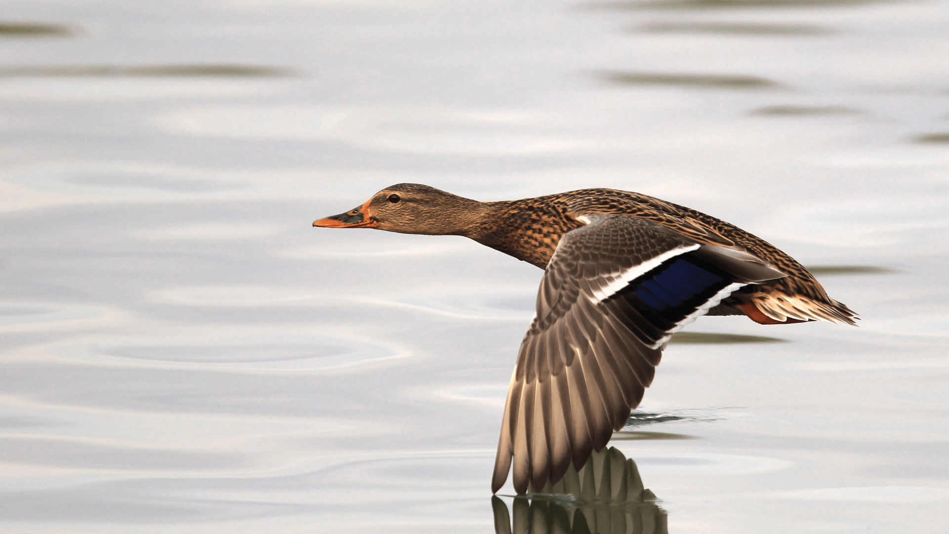 Duck flying over water