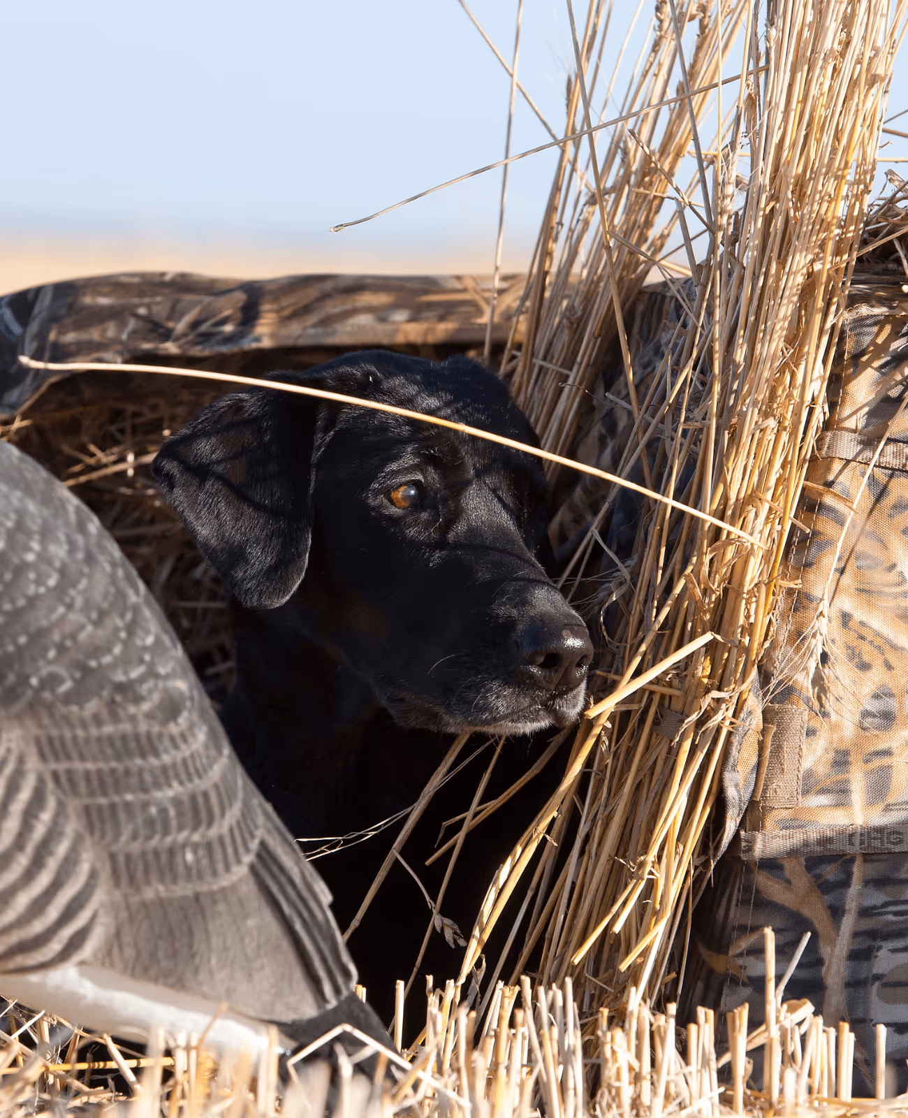 Black lab duck hunting