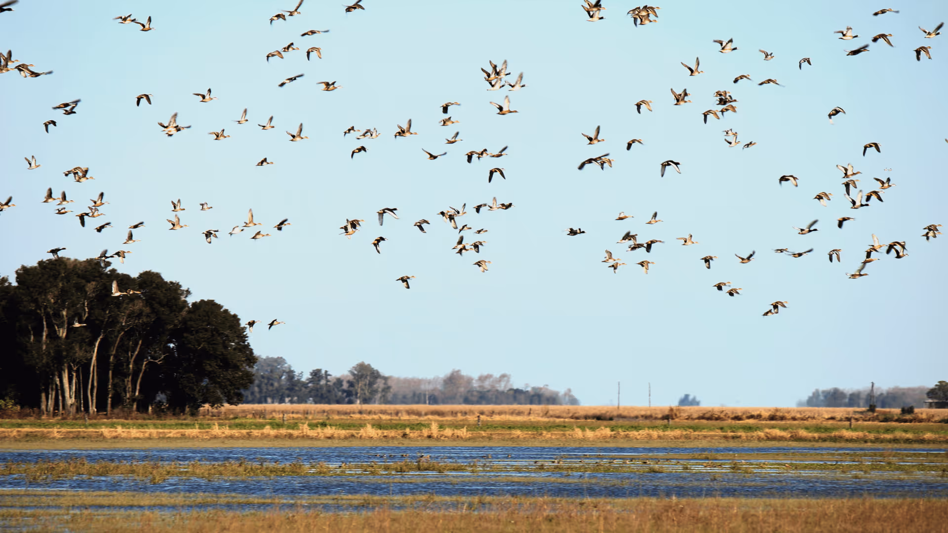 Field with ducks flying overhead