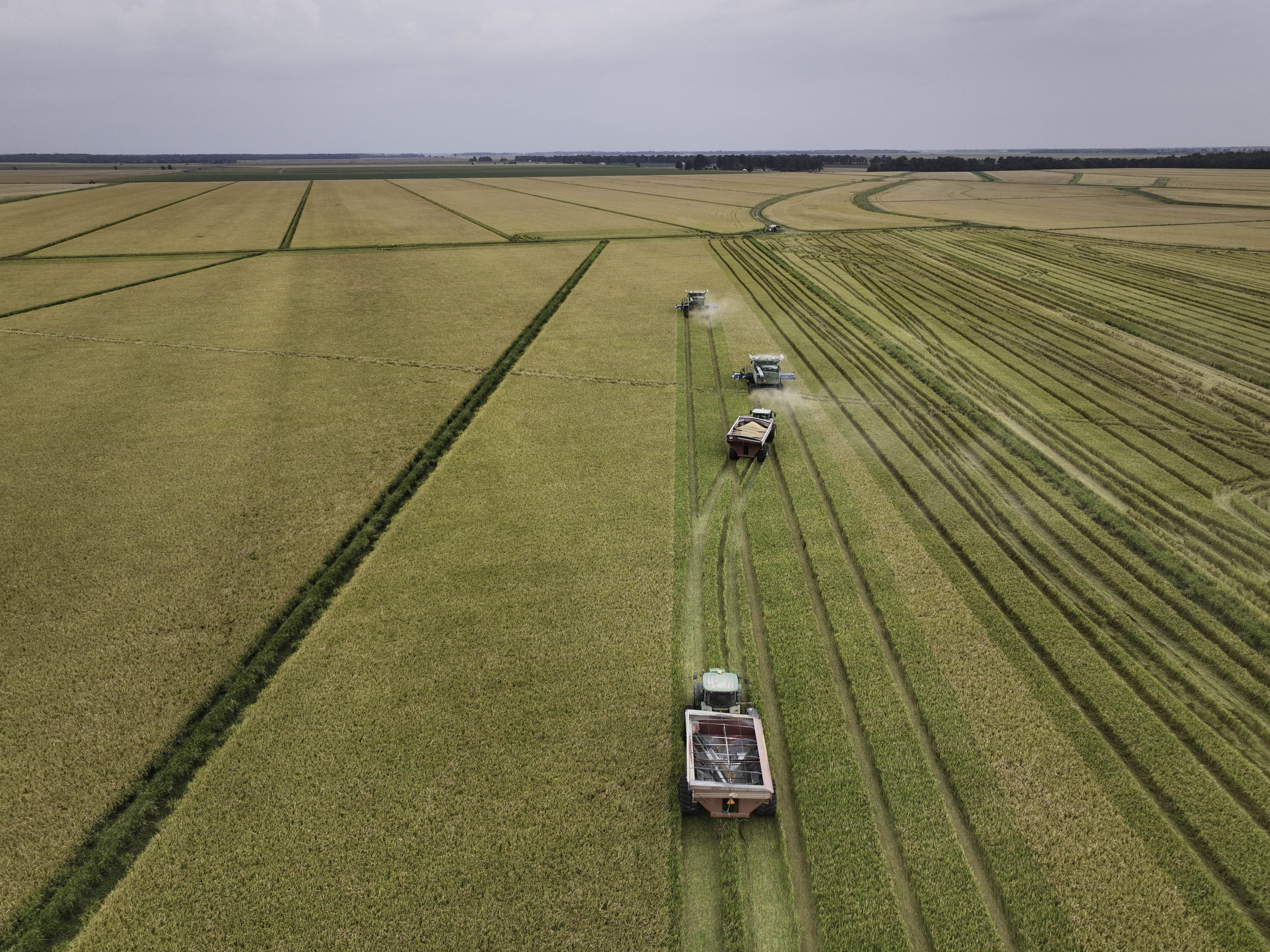 Rice field being harvested