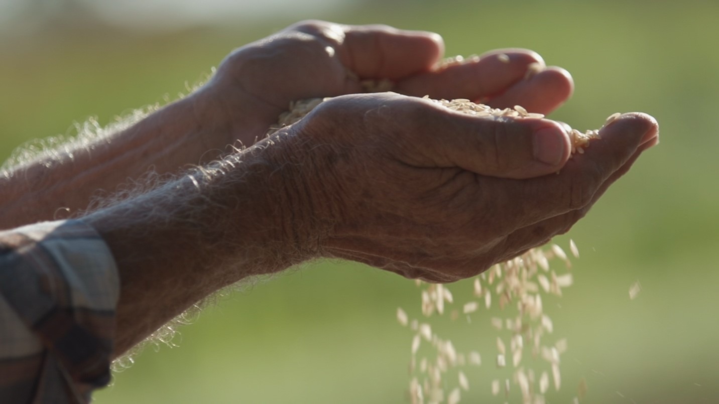 A close-up of hands pouring riceAI-generated content may be incorrect., Picture