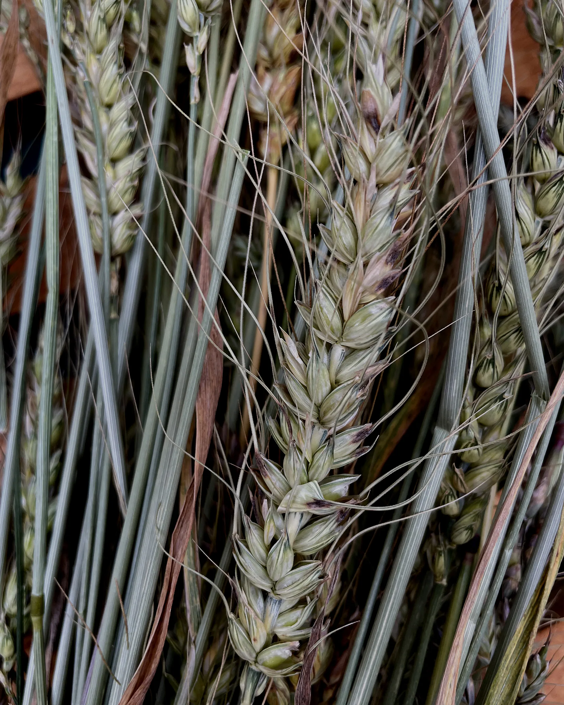 Biodynamic Swedish harvest