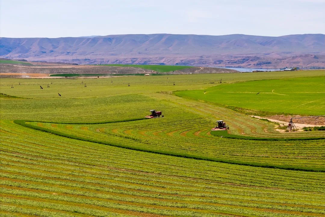 Field