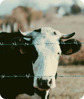 Eine Kuh die durch einen Zaun schaut