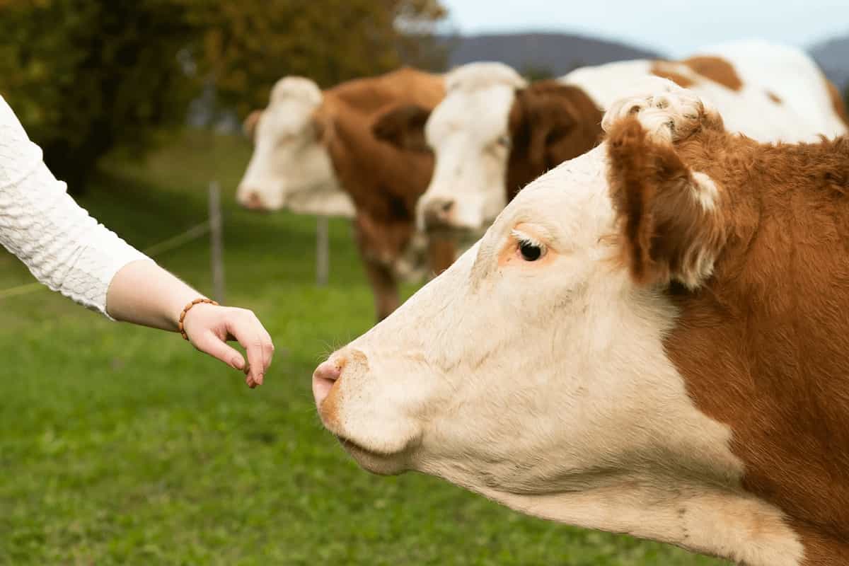 Kuh wird auf der Nase von einer Hand berührt
