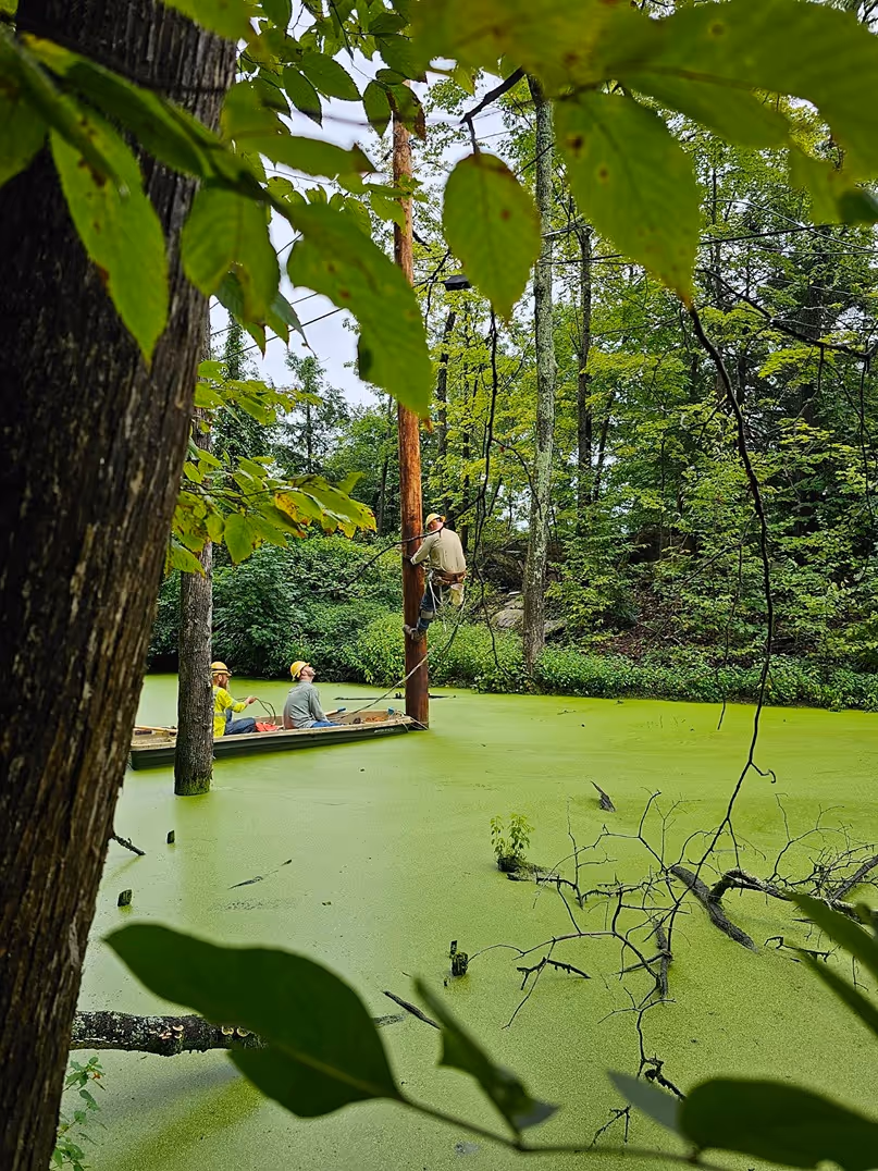 Four workers in yellow helmets stand on a platform in a green, algae-covered swamp, surrounded by lush trees and foliage.
