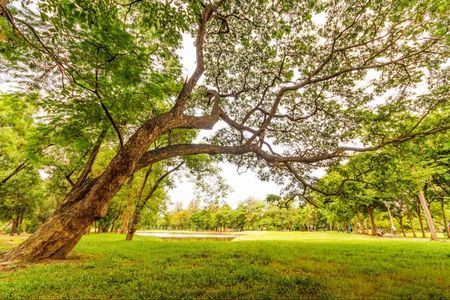 Großer Baum mit ausladenden Ästen über grünem Gras in einem sonnigen Park.