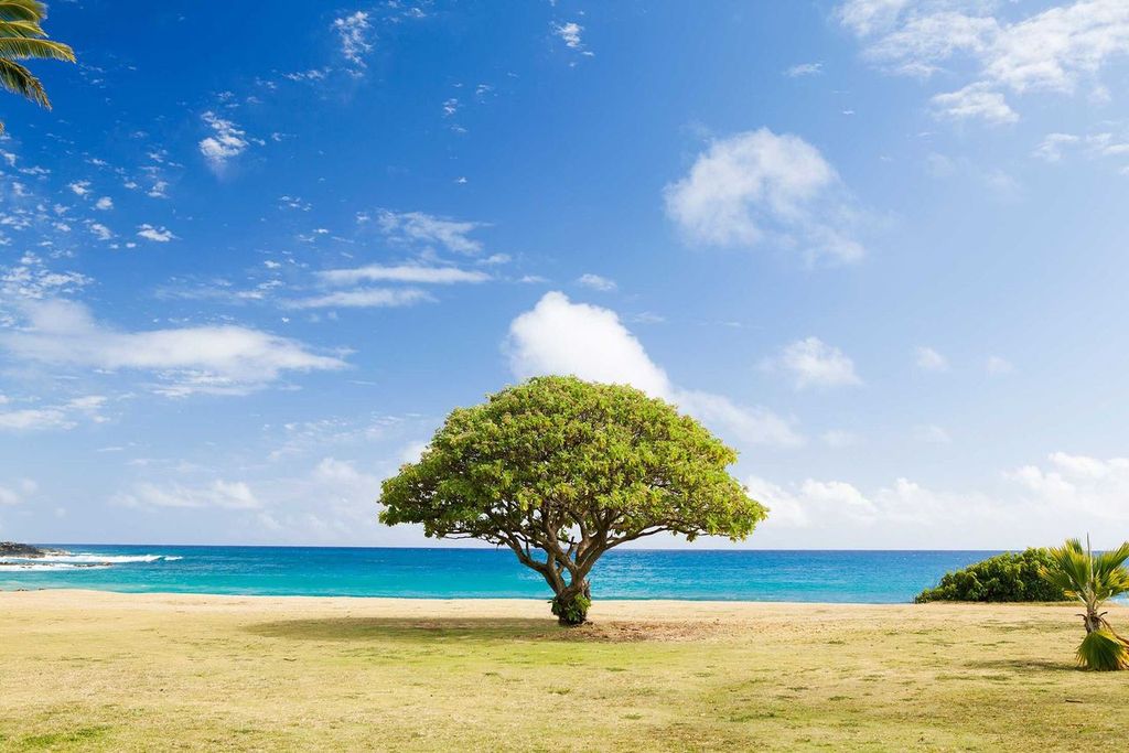 Ein einzelner Baum auf einer Wiese vor einem ruhigen Meer unter einem blauen Himmel mit vereinzelten Wolken.