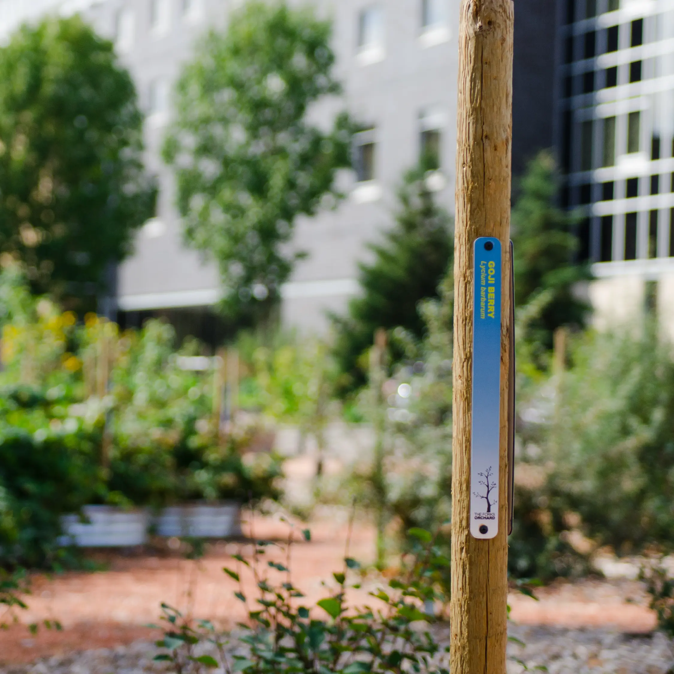 Close-up of a tree marker in The Forks Public Orchard identifying a Cold Berry apple variety, highlighting urban agriculture and education.