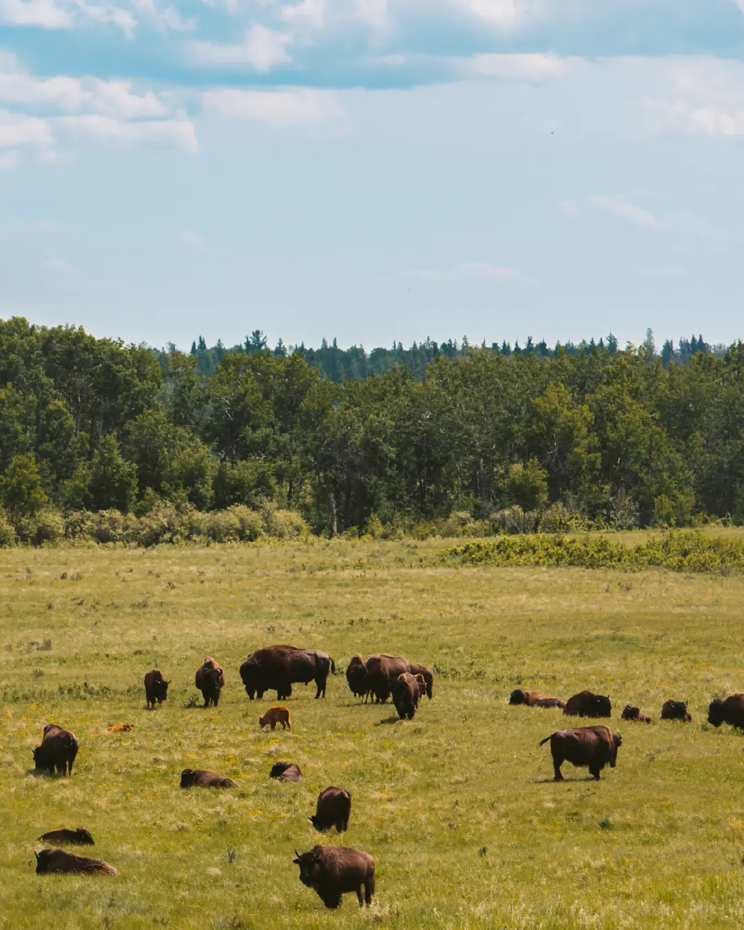 Bison herd grazing in a wide grassland meadow with forest and summer sky in Riding Mountain National Park, Manitoba.