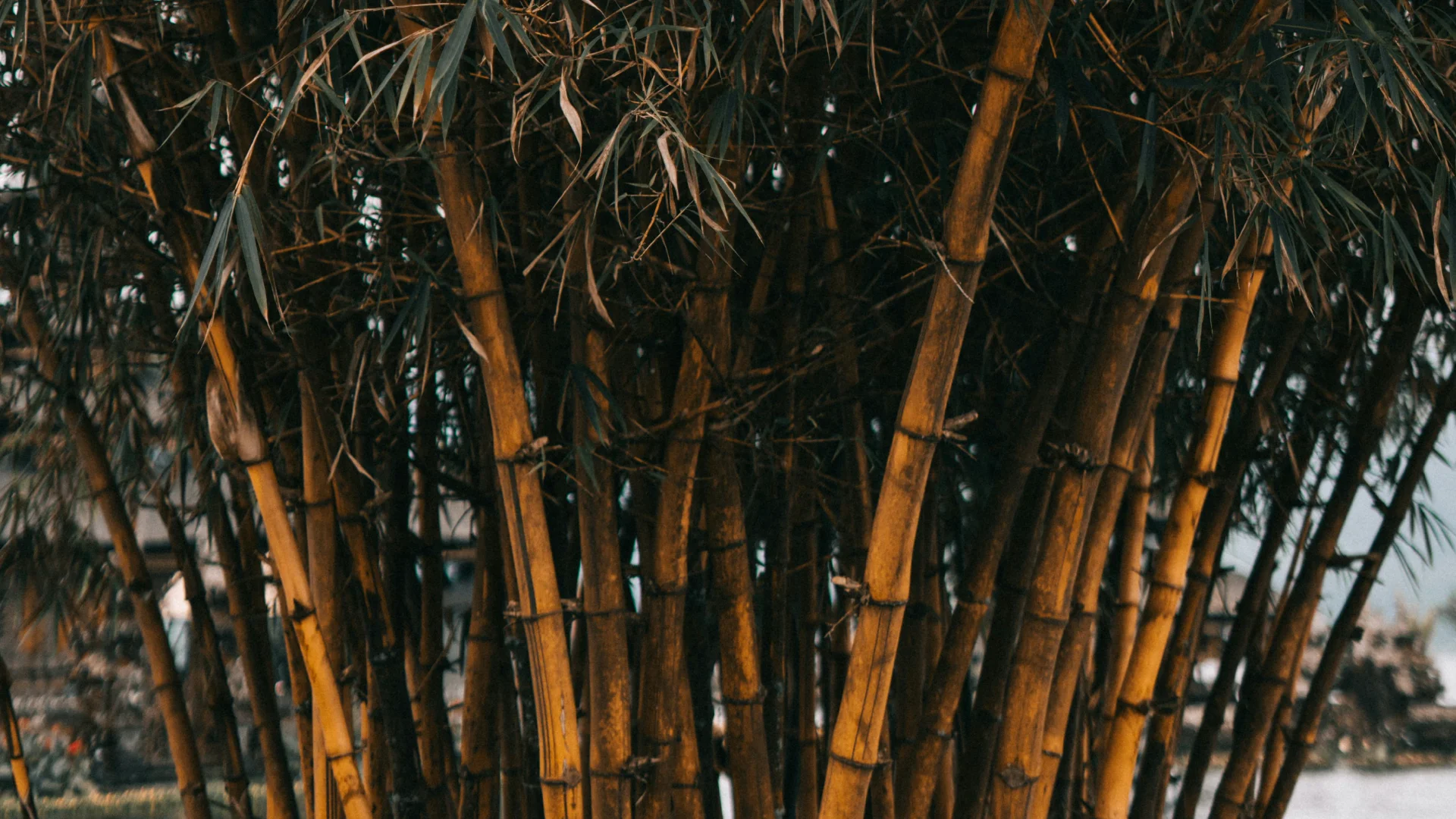 Close-up of a dense bamboo grove, representing bamboo as a fast-growing alternative fibre for sustainable paper and hospitality print materials.