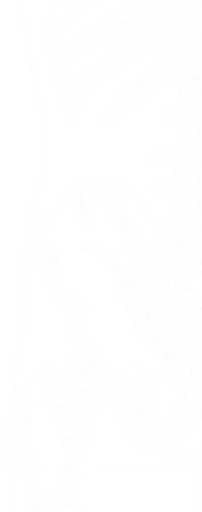 Lineární medicínský diagram lidské pánve zobrazující kyčelní a bederní kosti.