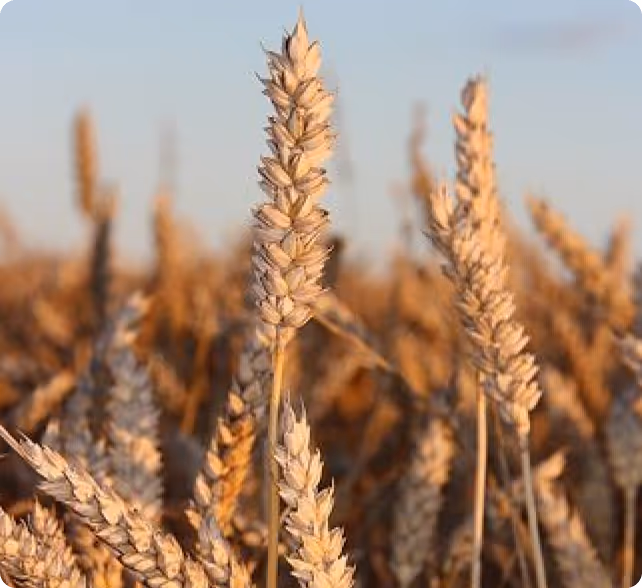 Close-up of golden wheat stalks in a field under a clear sky.