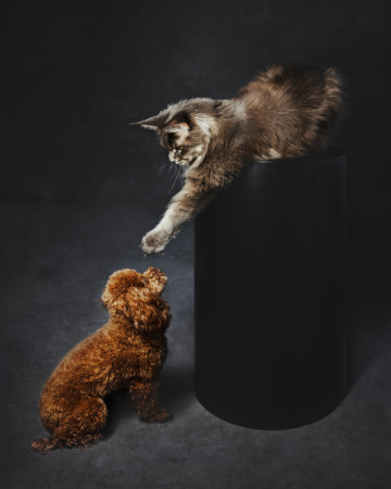 Interazione tra gatto e cane in studio, ritratto creativo realizzato da Claudia Spaziani a Bologna.