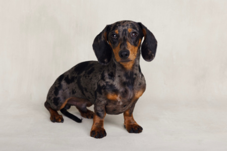 Ritratto fotografico di bassotto arlecchino in studio, realizzato da Claudia Spaziani a Bologna per il progetto Piccoli Amici.